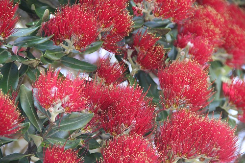 Pohutukawa Wenderholm 2012