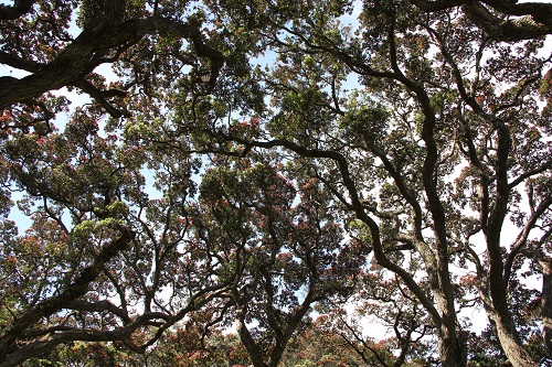 Pohutukawa Wenderholm 2012