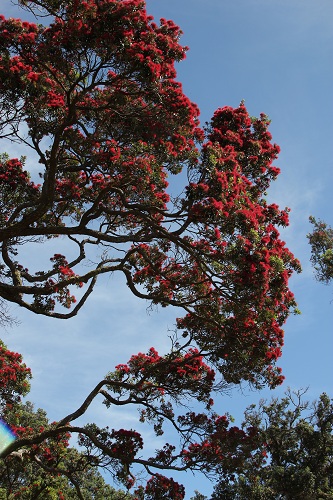 Pohutukawa Wenderholm 2012