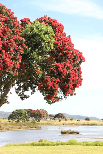 Bei Tawharanui