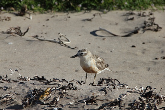 Ein Sturmvogel ("petrel") verteidigt sein Revier