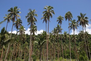 Devils Point - klassische Kokosplantage
