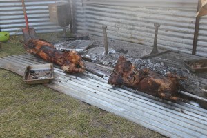 Schweinshaxen, porchetta, auf Maori