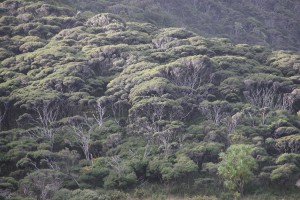 Typisches Manuka Buschland Waitakere Ranges