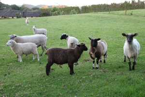 Glückliche Schafe bei Whangarei