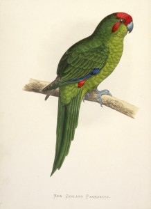 Kakariki