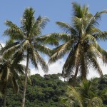 Vanuatu: Kokosplamen bei Devils Point