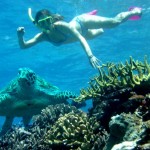 Sailaway - Hat Island - Schnorcheln mit Schildkröte