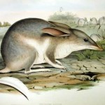 Süß: ein australischer Osterbilby