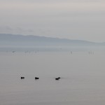 Firth of Thames an einem nebligen Tag im Herbst