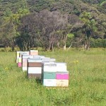 Bienenstöcke vor Manuka Buschland