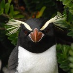 Snares Crested Penguin (c) Brent Beaven
