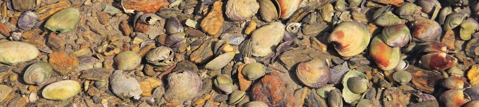 Cache of shells near Havelock, New Zealand