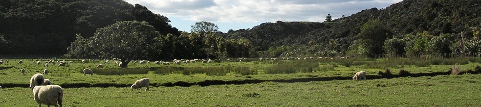 Happy sheep, New Zealand