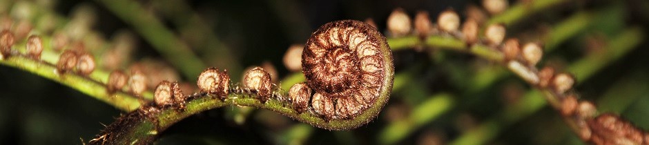 Unfolding fern frond, New Zealand