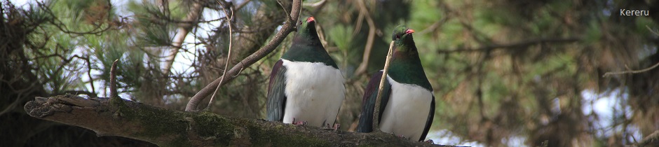 Kereru pigeons, New Zealand