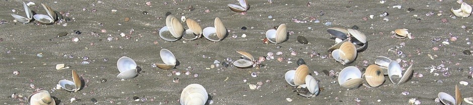 Shells in dark sand, New Zealand