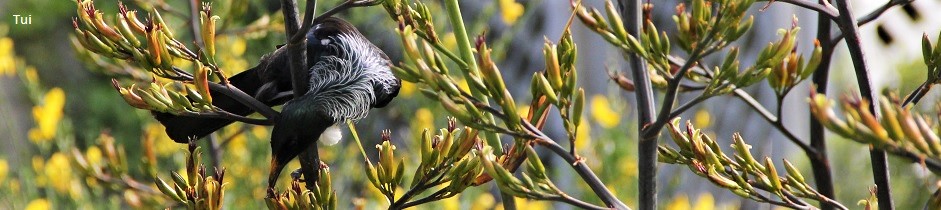 Tui bird, New Zealand