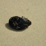 Neuseeländische Blue Mussel, Mytilus galloprovincialis