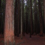 Nicht in Kalifornien Redwoods