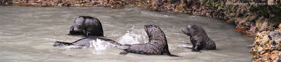 Wharariki Beach New Zealand seal pups (c) NZ2Go.de