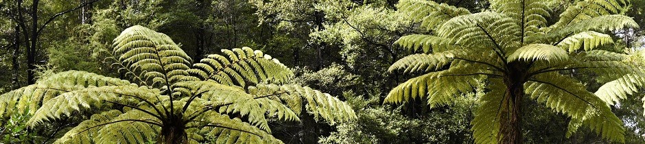 Tree ferns, New Zealand